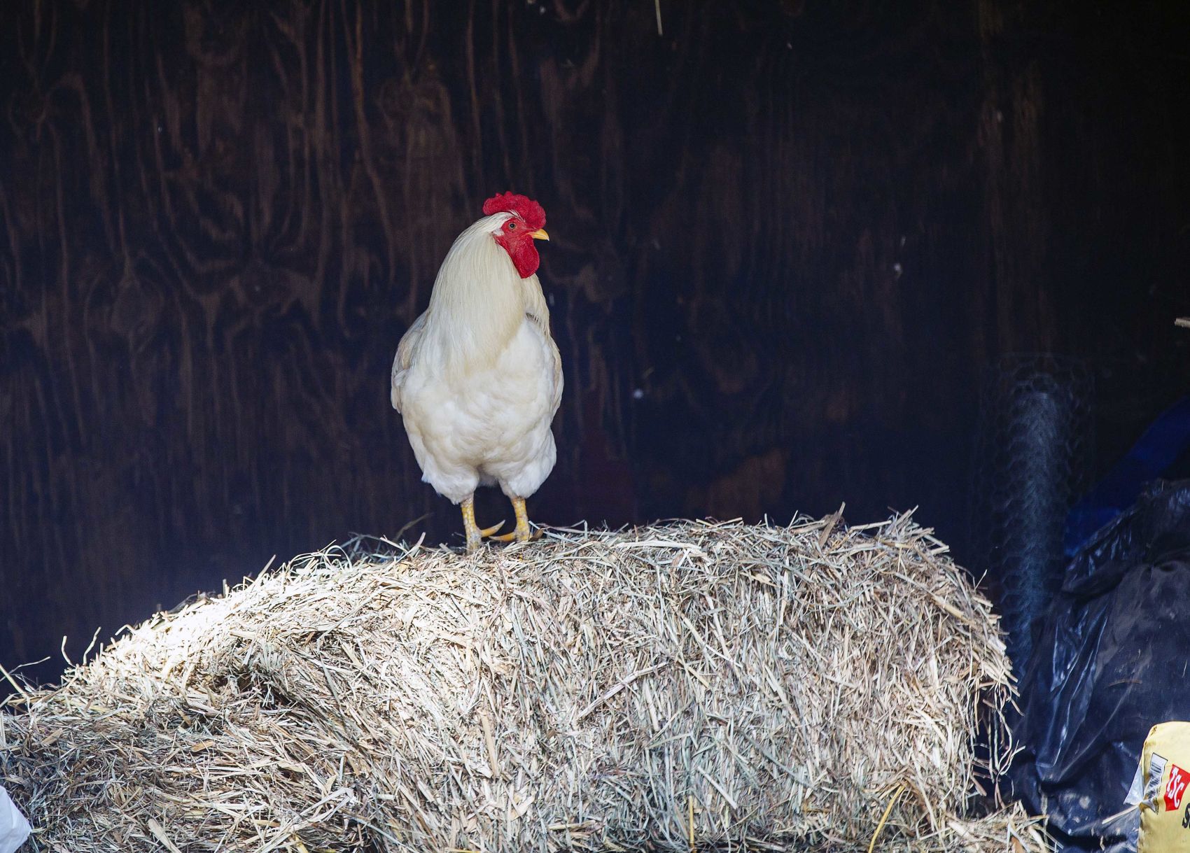 Funny Farm Rescue & Sanctuary